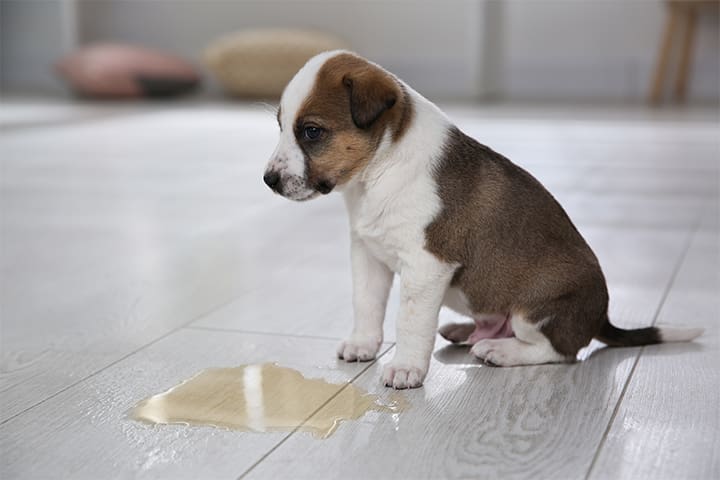 Puppy sitting beside a puddle of urine on a tiled floor.