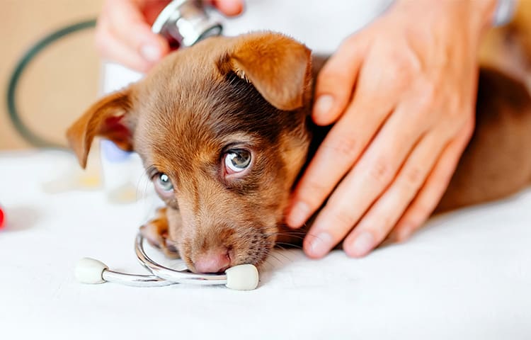 Brown puppy being examined in the vet clinic