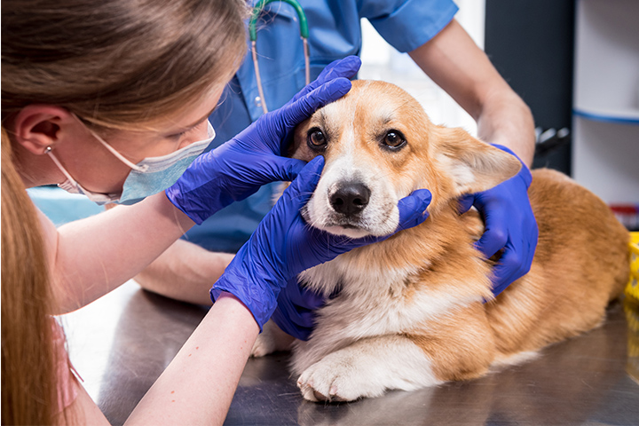 Veterinarians examining a corgi