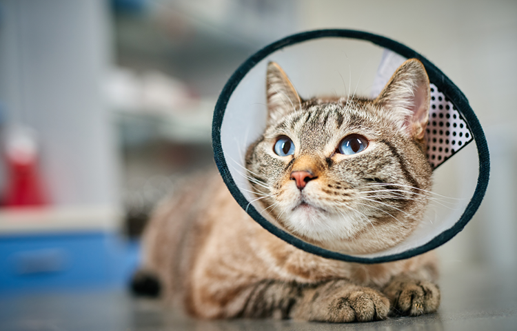 Katze mit einem Kragen