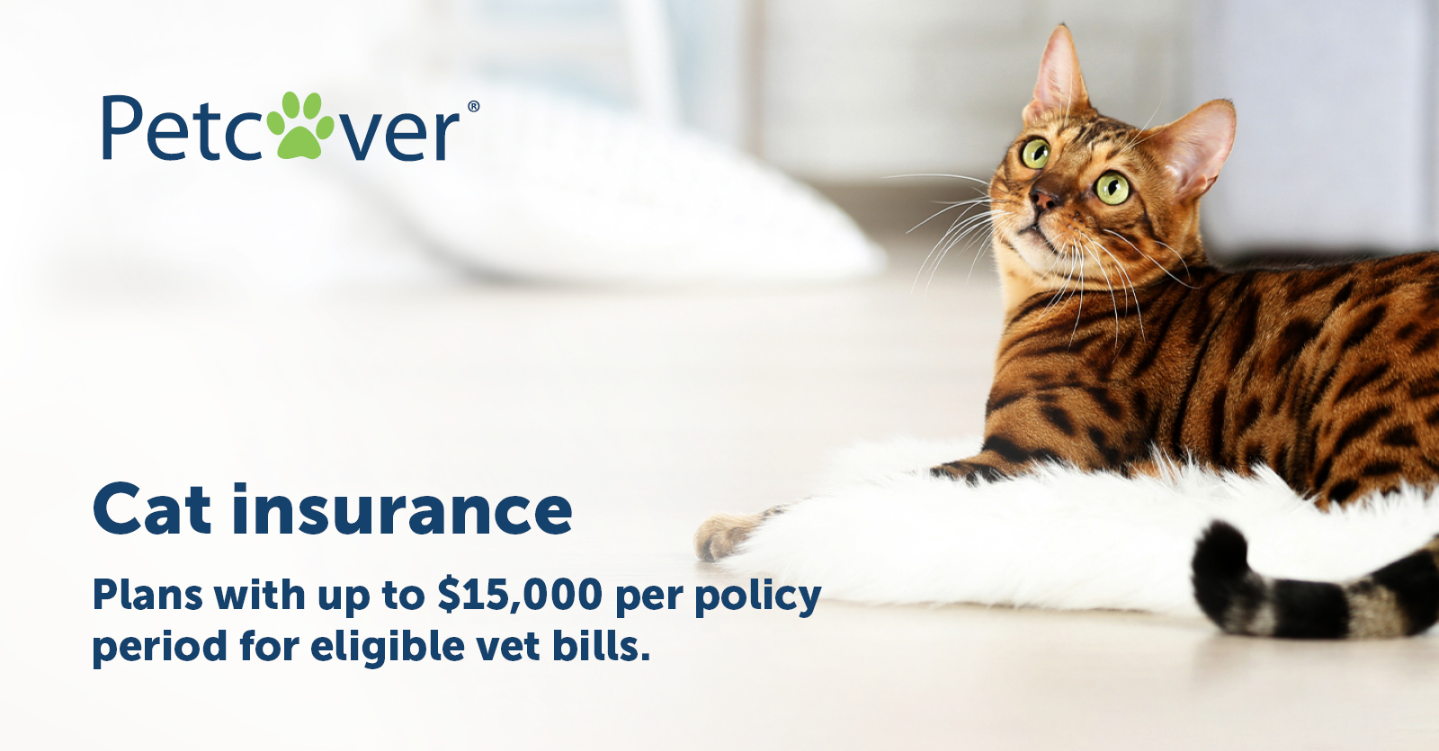 Cat & Kitten Insurance From Petcover Germany