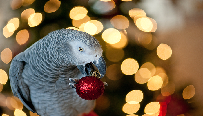 Graupapagei nimmt ein Stück von einer roten Christbaumkugel