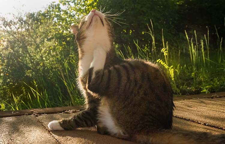 Die Katze sitzt draußen im Sonnenschein und kratzt sich an einem Zeckenbiss am Hals.