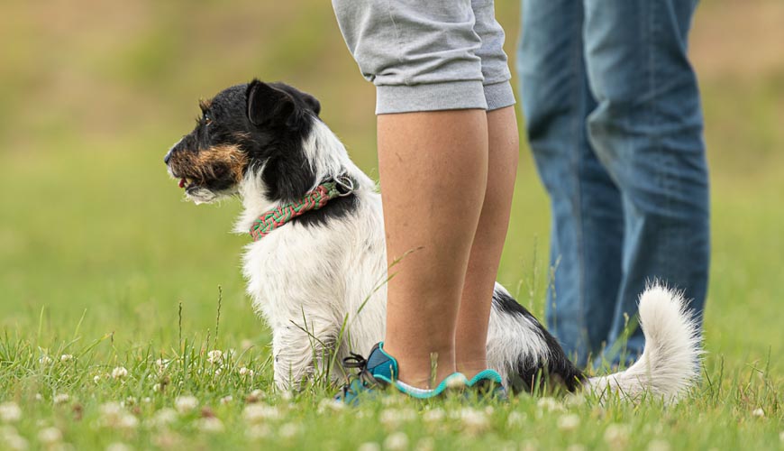 are karaka berries poisonous to dogs