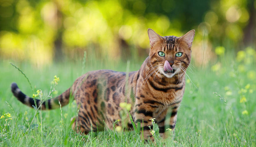 Petcover New Zealand before you buy a bengal cat blog