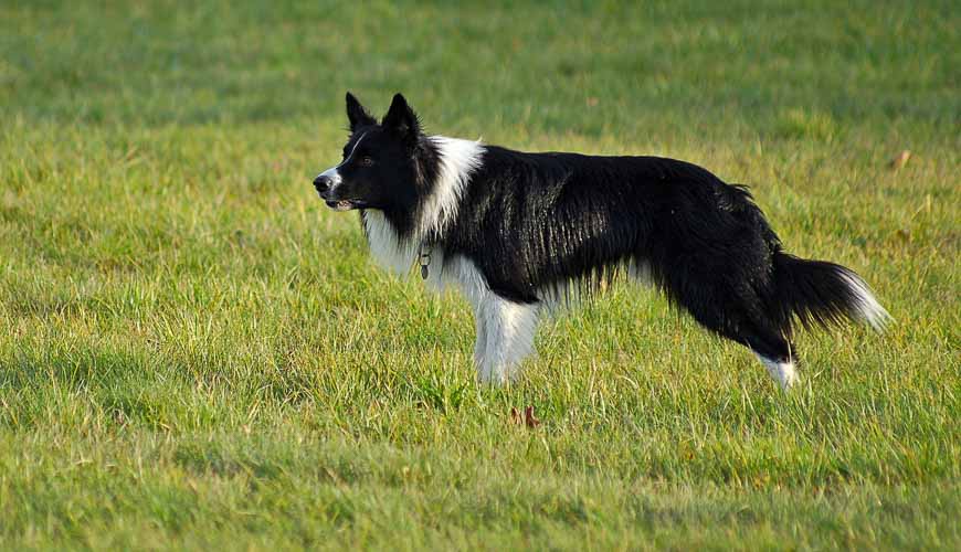 Petcover New Zealand facts before buying a border collie blog