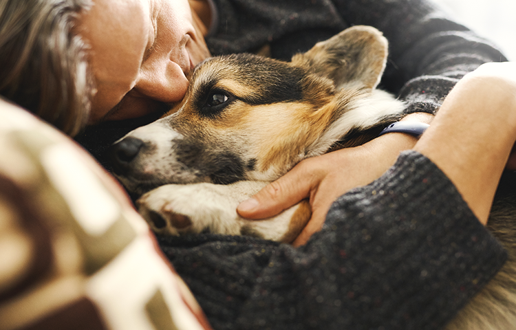 Close up of mixed breed brown and black dog snuggles with his male owner