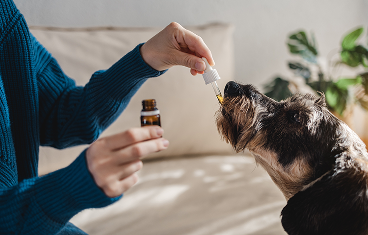 Senior grey dog sits as his owner uses a pippet to give medication