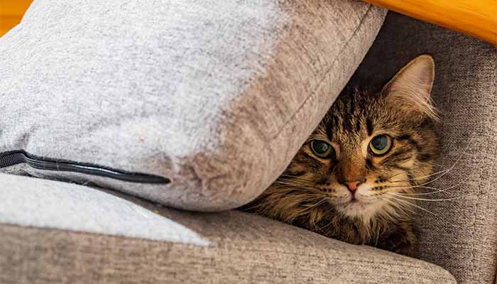 Tabby adult cat hides from fireworks beneath the back cushion on an armchair