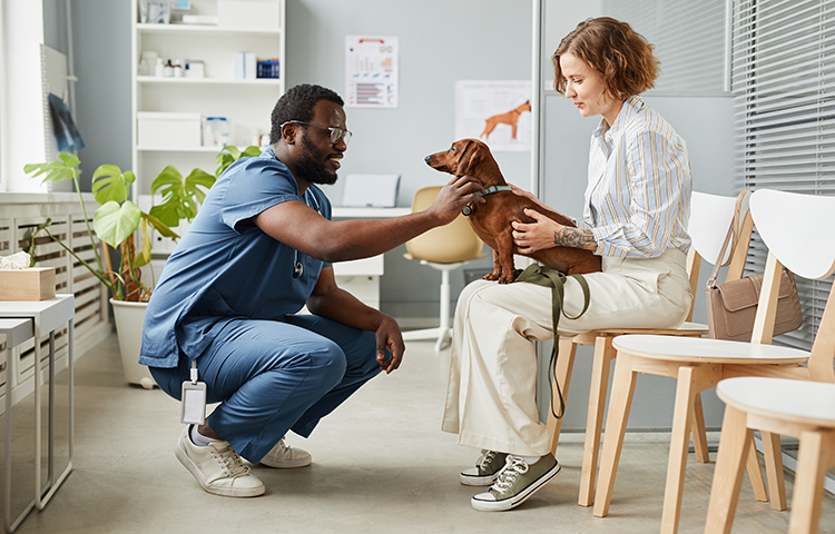 Vet bends down next to owner and dachshund dog at a vets surgery