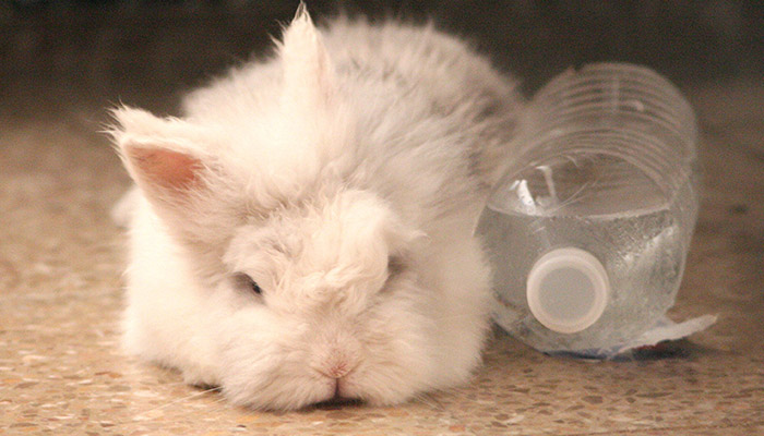 White dwarf rabbits cools down next to bottle of ice