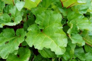 Close-up pet toxic plant rhubarb leaves