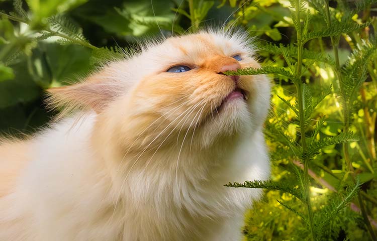 Ginger cat sniffs toxic plants in garden