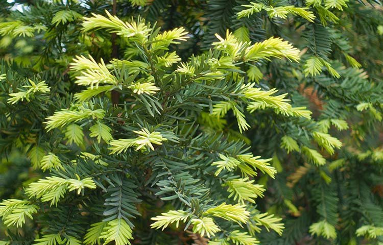 Plant toxic pets - taxus baccatatoxic