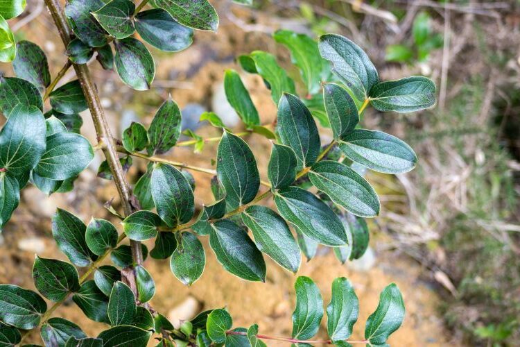 Tutu Coriaria arborea pet toxic plant