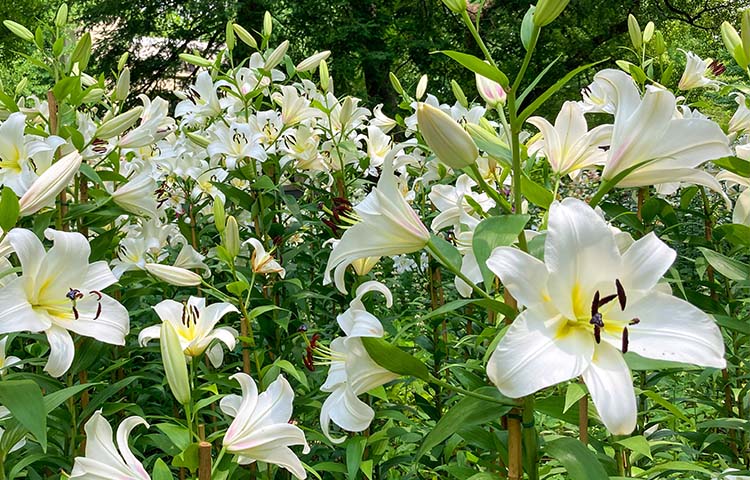 White lillies in garden - toxic plant pets