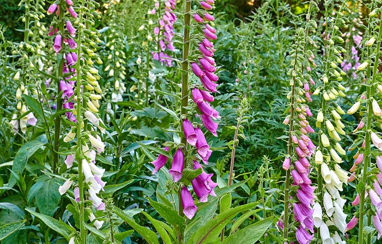 White purple foxgloves grow in garden toxic plants