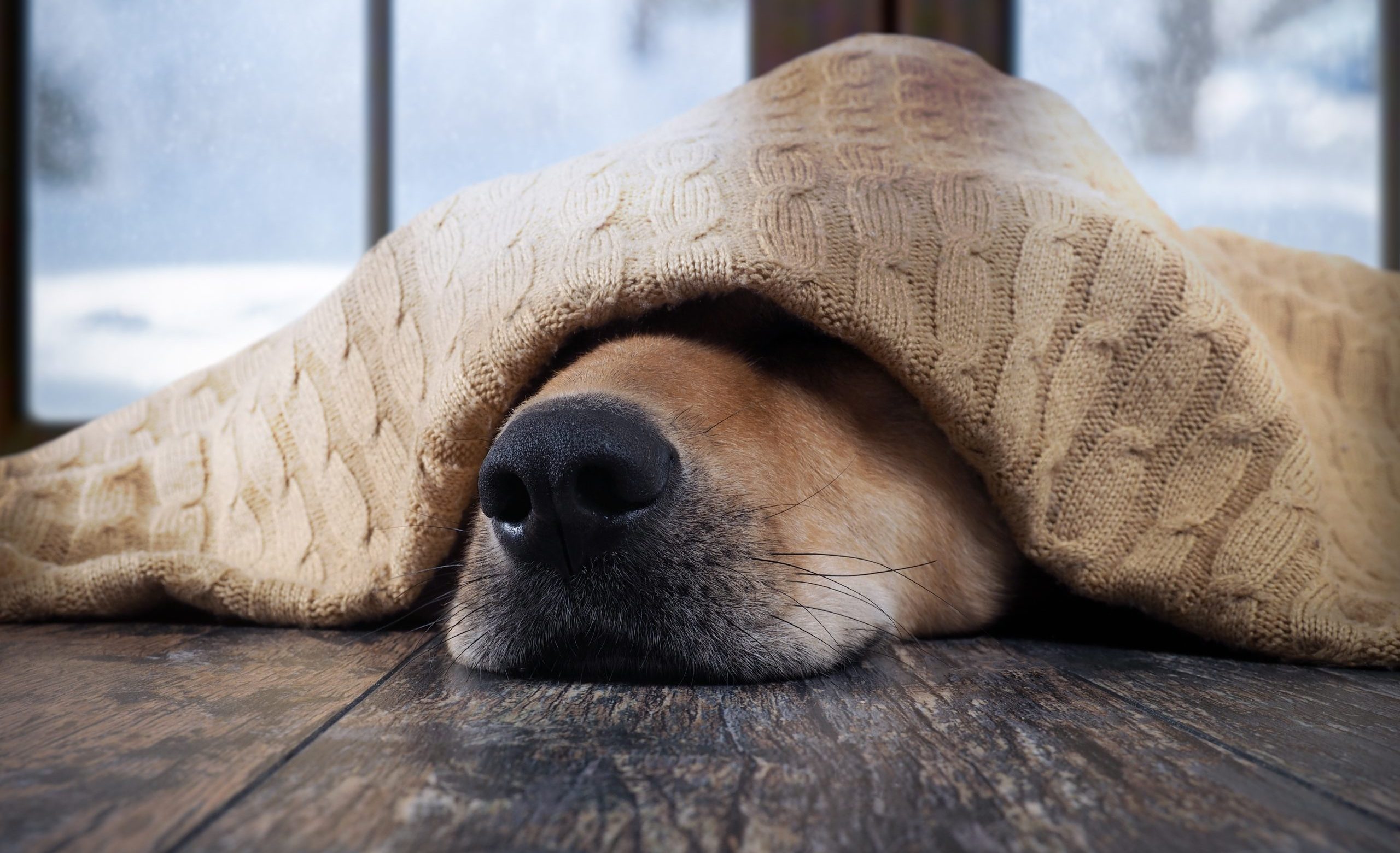 Tips For Keeping Your Dog Warm In Winter - Petcovergroup UK