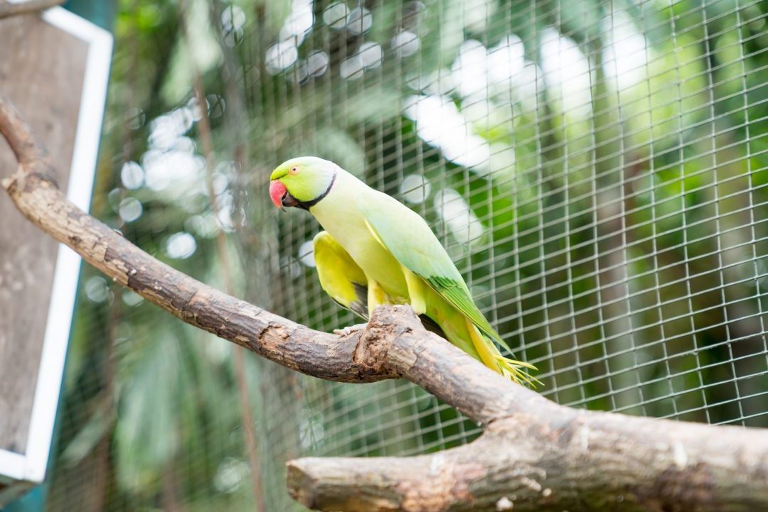 The Indian Ringneck Parakeet - Petcovergroup UK