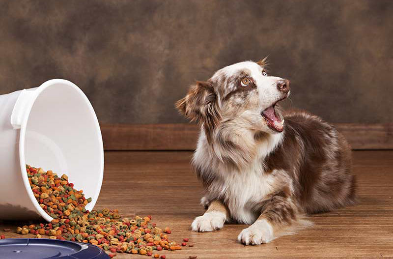 Fighting pet obesity - Petcovergroup UK